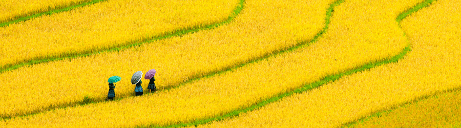 Rice field in November Vietnam
